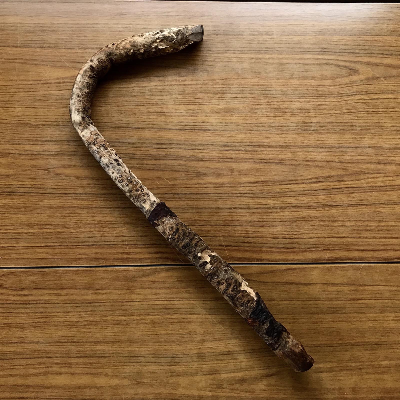 槐木釿の柄3号「Styphnolobium japonicum」の柄