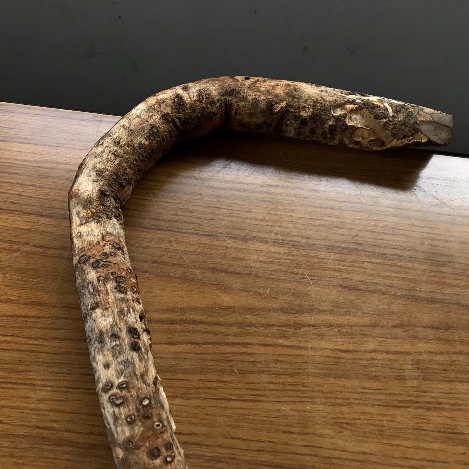 槐木釿の柄3号「Styphnolobium japonicum」の柄