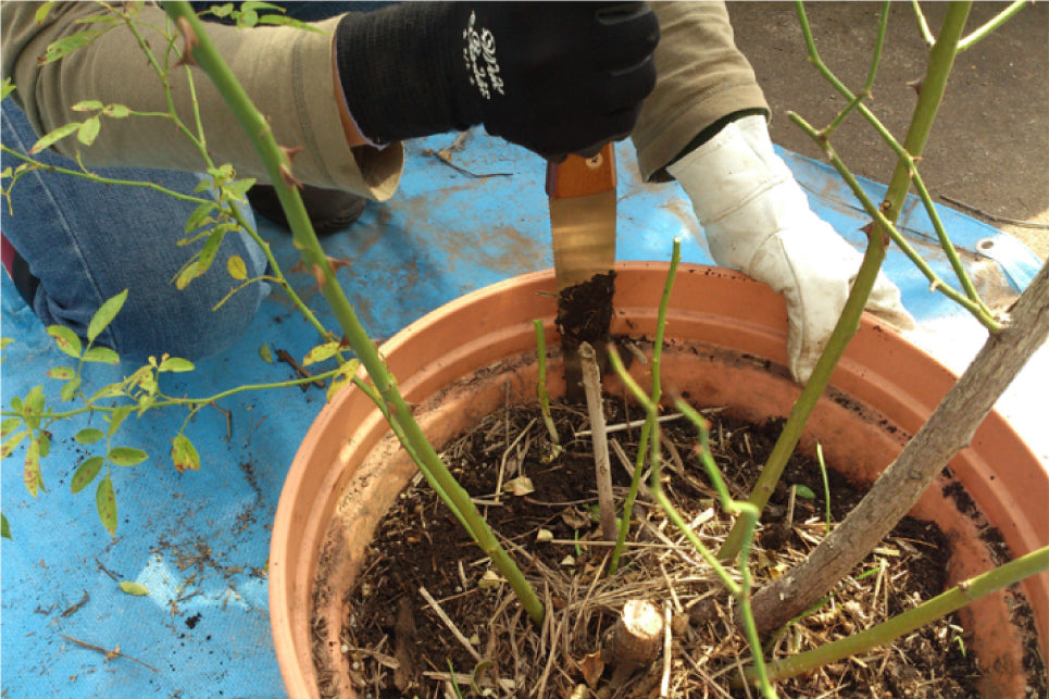 玉鳥産業 レザーソー TS163 根切り鋸  Gyokucho Razorsaw Japanese Plant Hunter Nekiri